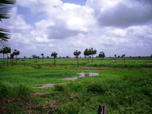 esteros-de-camaguan-2.jpg